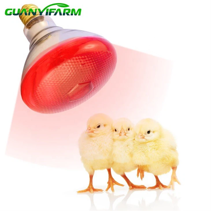 Infrared Light Bulb For Animal