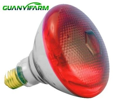 Żarówka czerwona o mocy 250 W